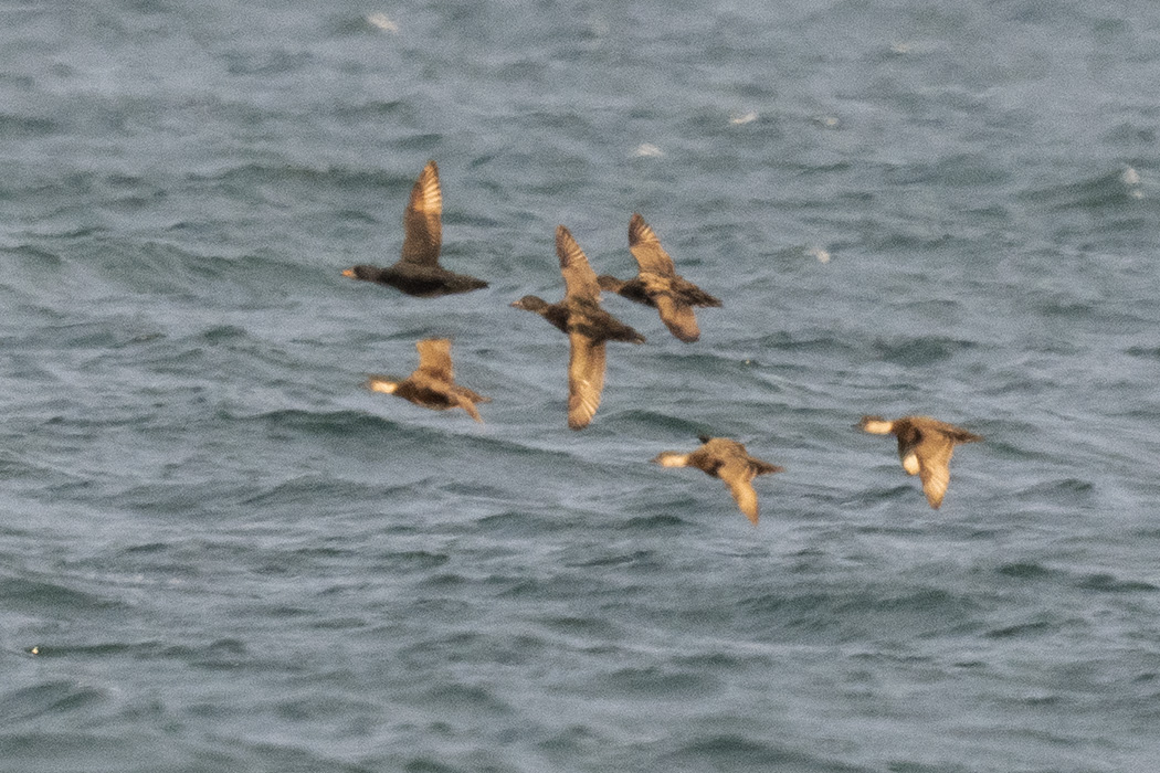 Common Scoter